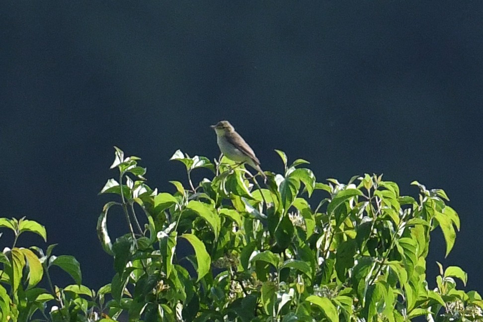 Melodious Warbler - ML580309721