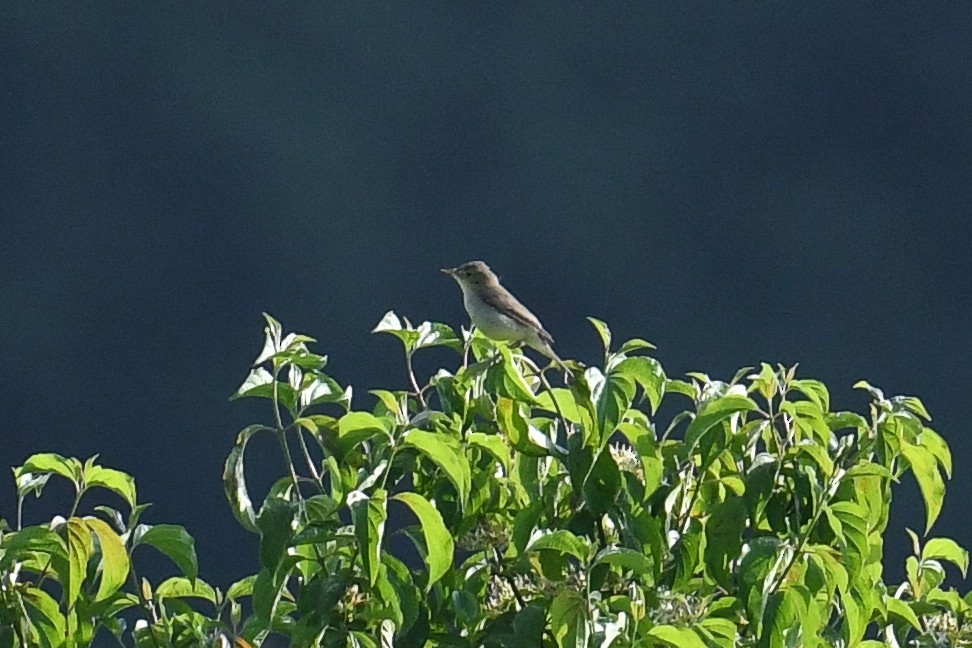 Melodious Warbler - ML580309731