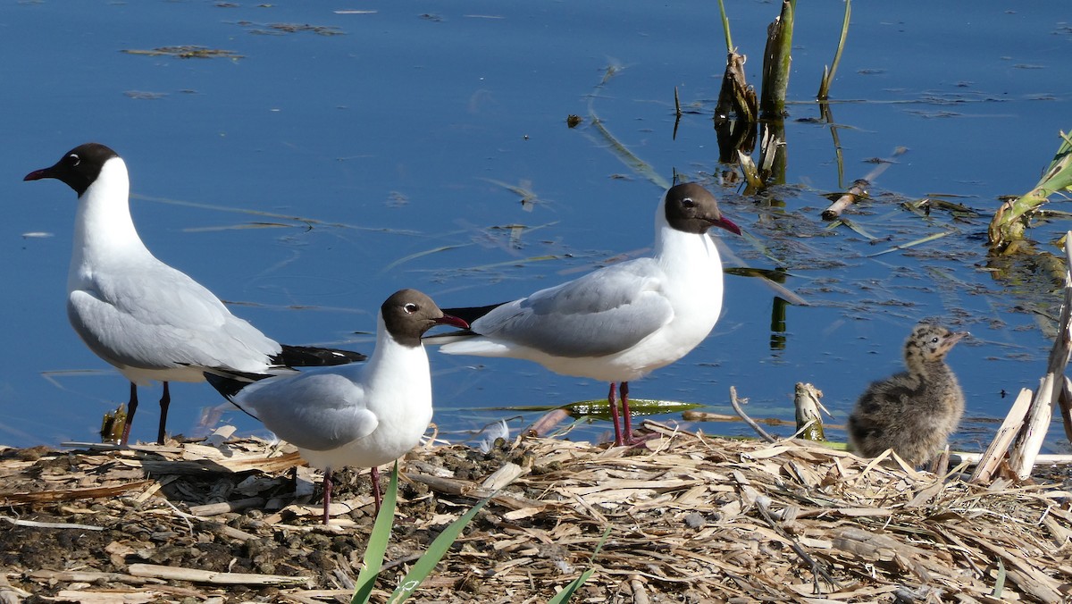 Black-headed Gull - Bartłomiej Walkowski