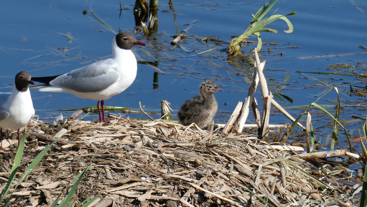 Black-headed Gull - Bartłomiej Walkowski