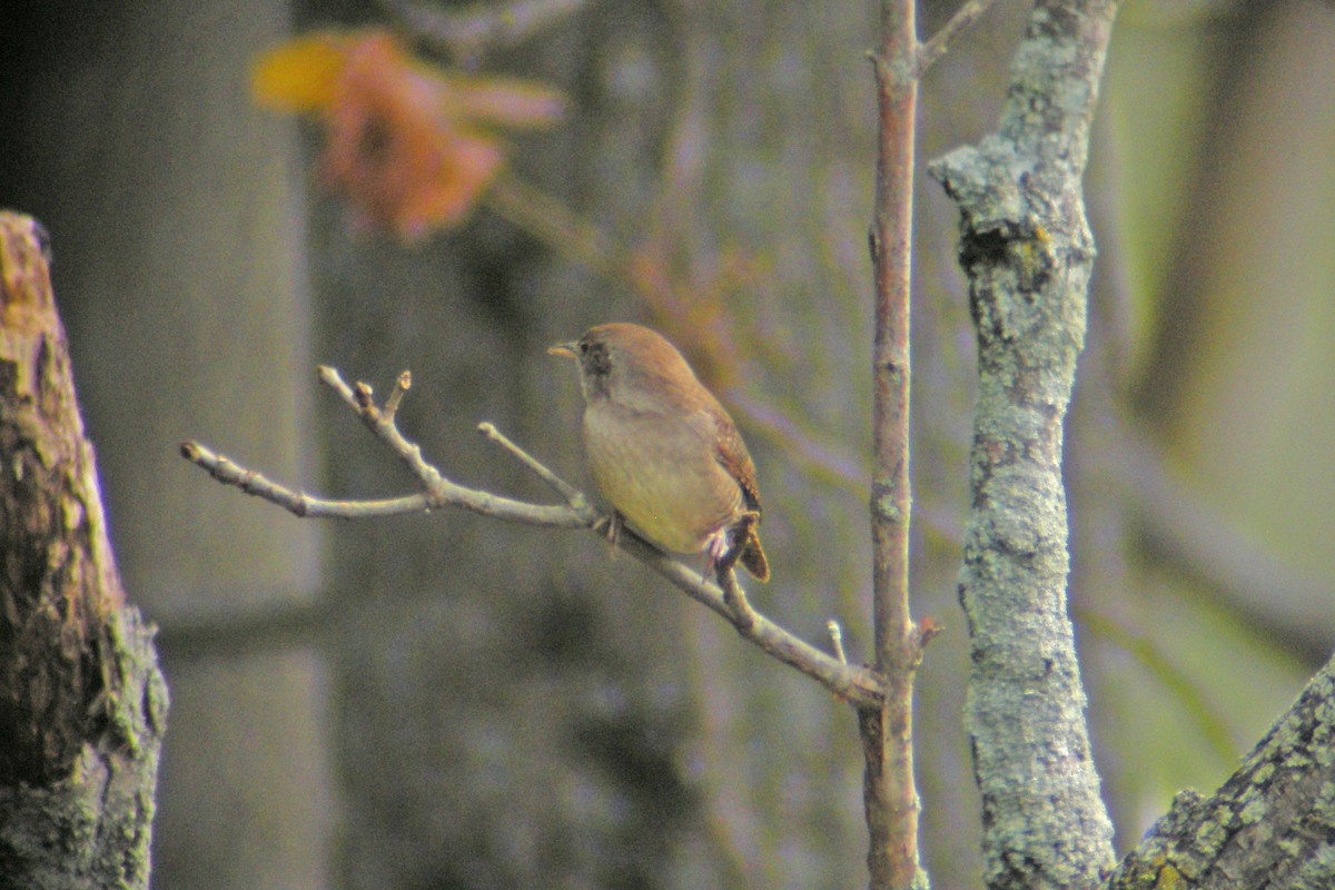 House Wren - William Keim