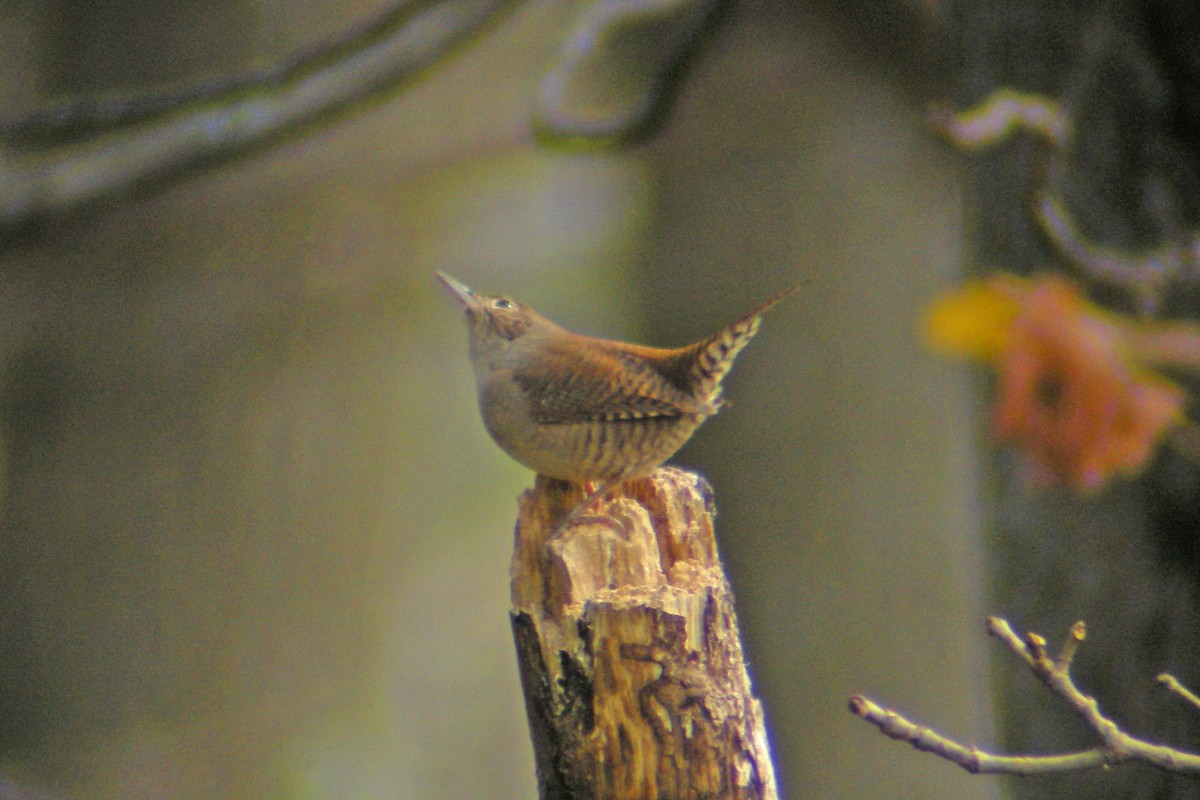 Northern House Wren - ML58031191