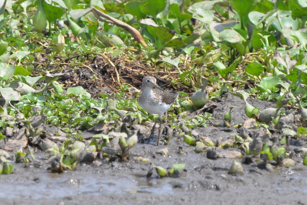 Solitary Sandpiper - ML580312421