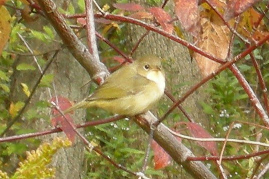 Common Yellowthroat - William Keim