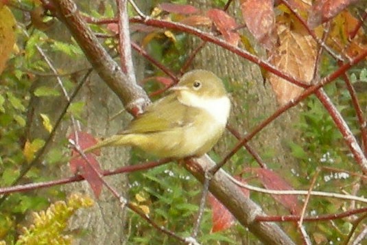 Common Yellowthroat - ML58031291