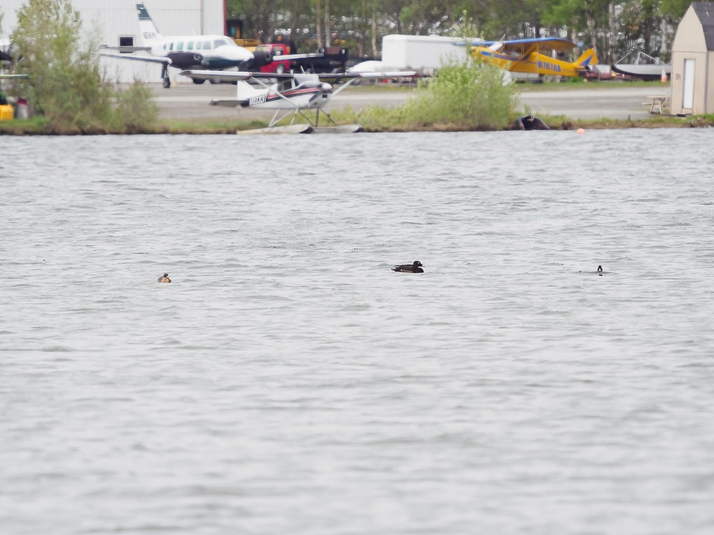 White-winged Scoter - ML580313041