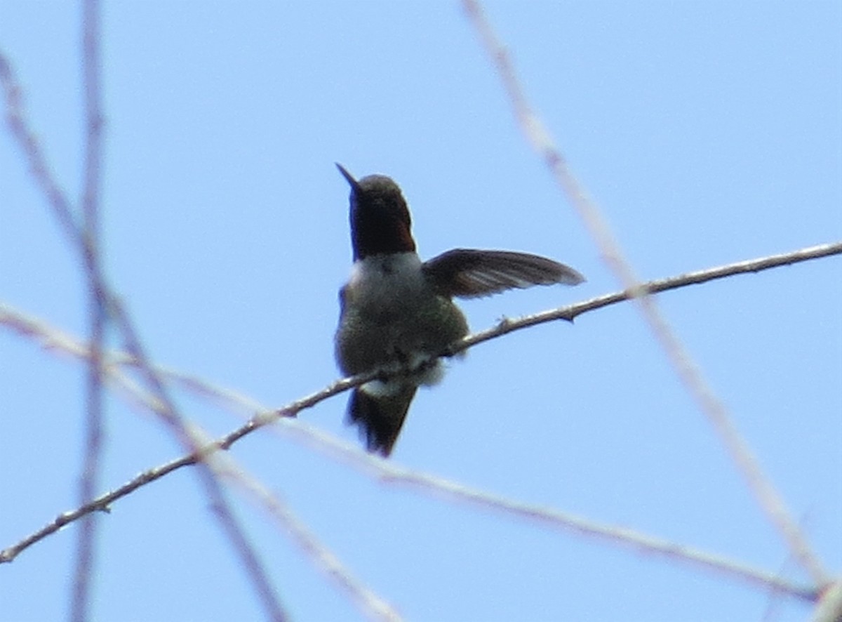 Ruby-throated Hummingbird - ML580313061