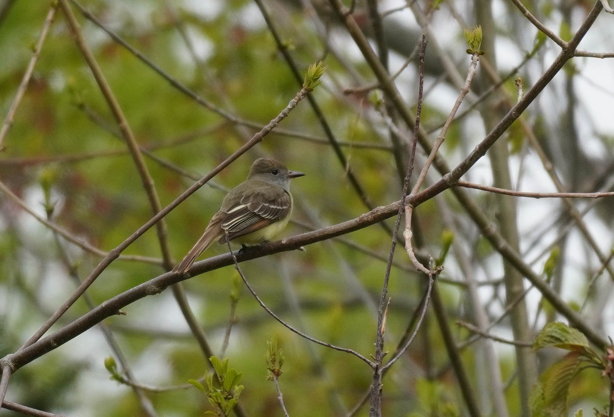 Great Crested Flycatcher - ML580313301