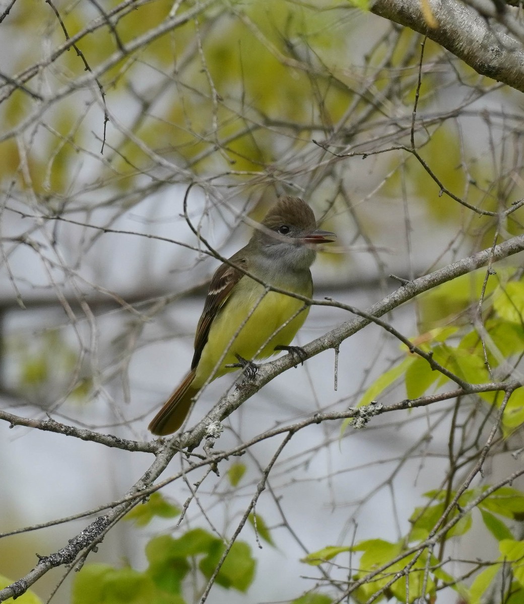 Great Crested Flycatcher - ML580313651
