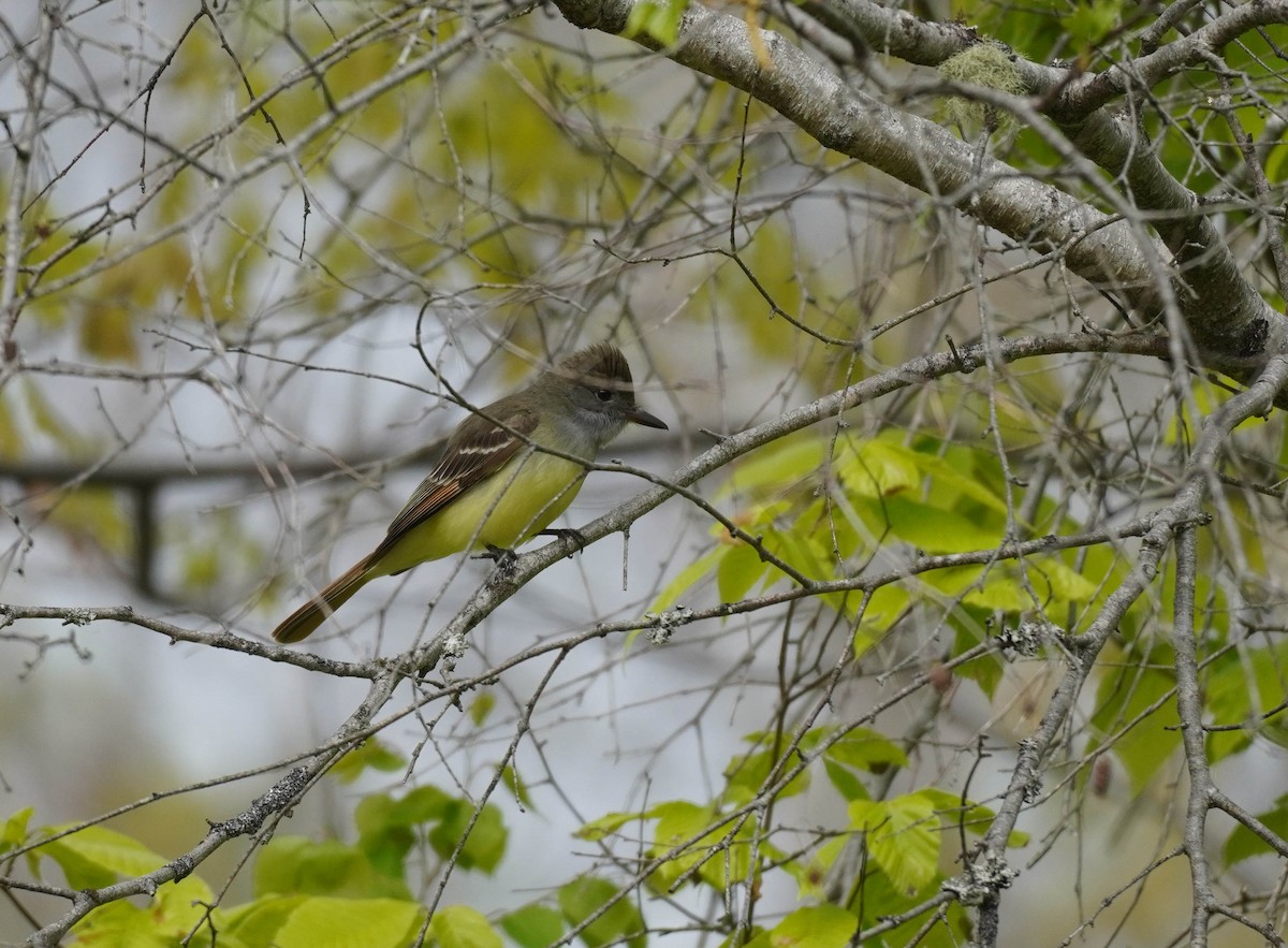 Great Crested Flycatcher - ML580313661
