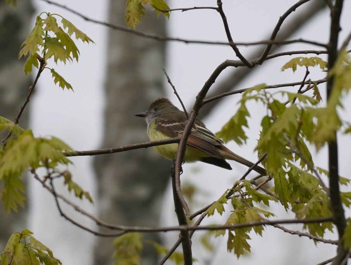 Great Crested Flycatcher - ML580313671