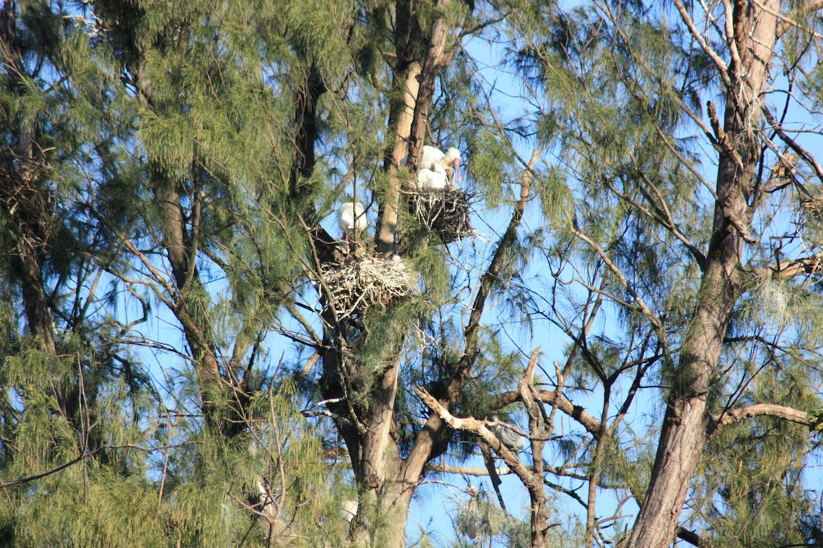 afrikaskjestork - ML580313931