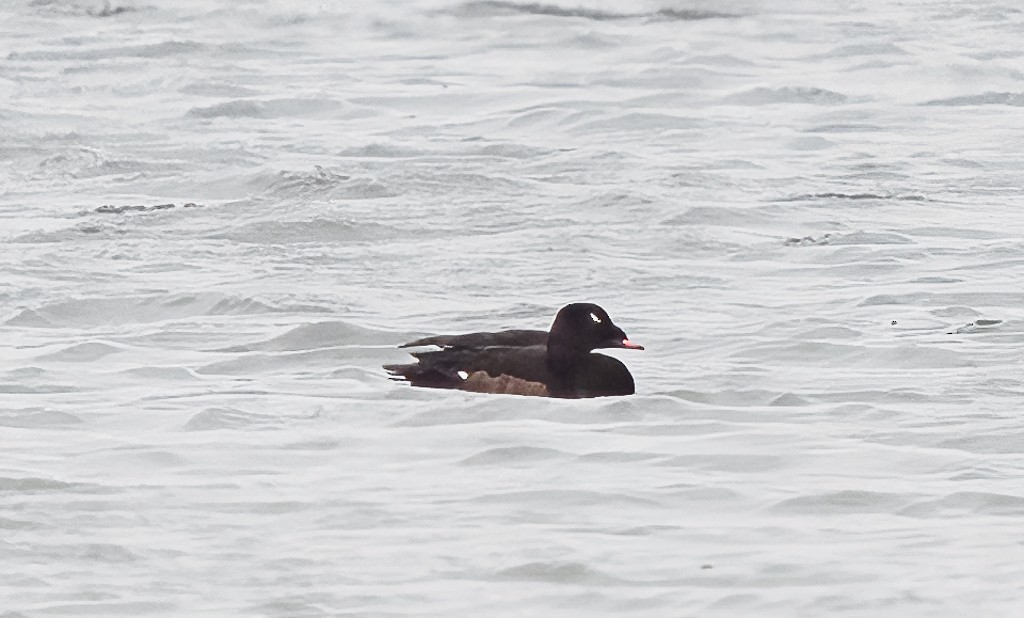 White-winged Scoter - ML580314031