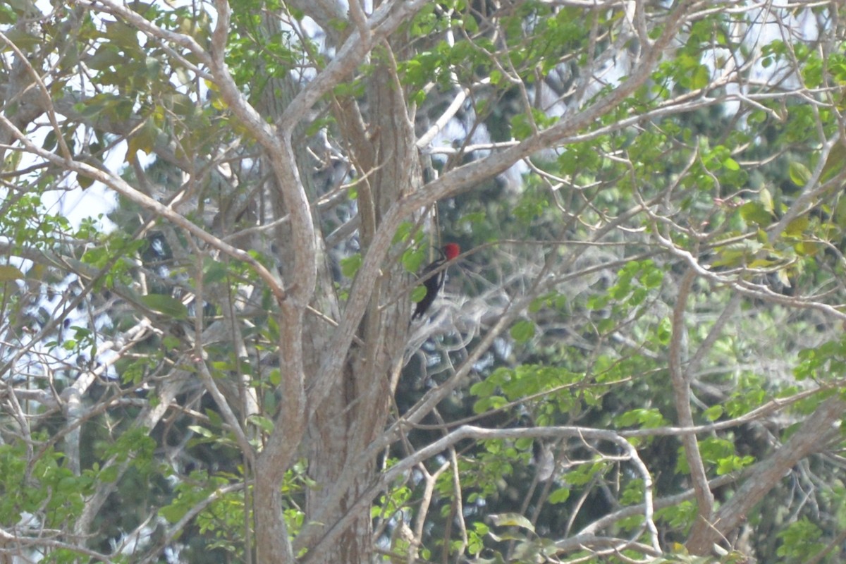 Lineated Woodpecker - ML580314071