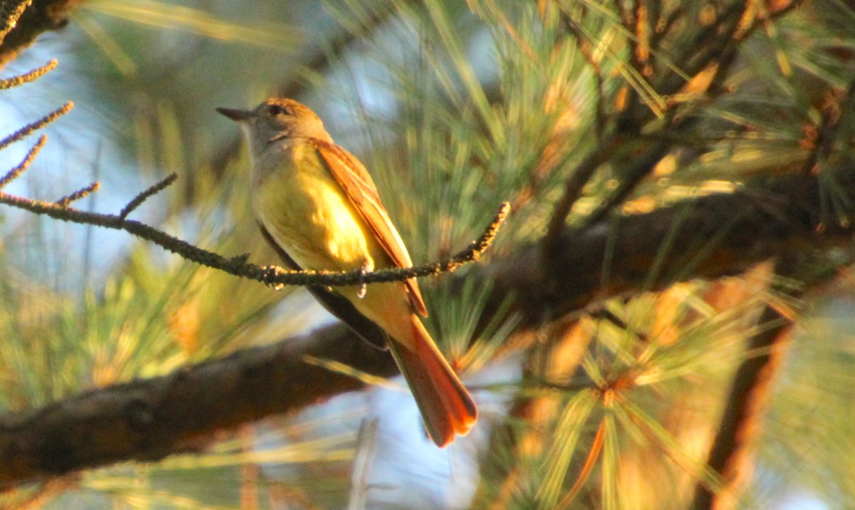 Great Crested Flycatcher - ML580314401