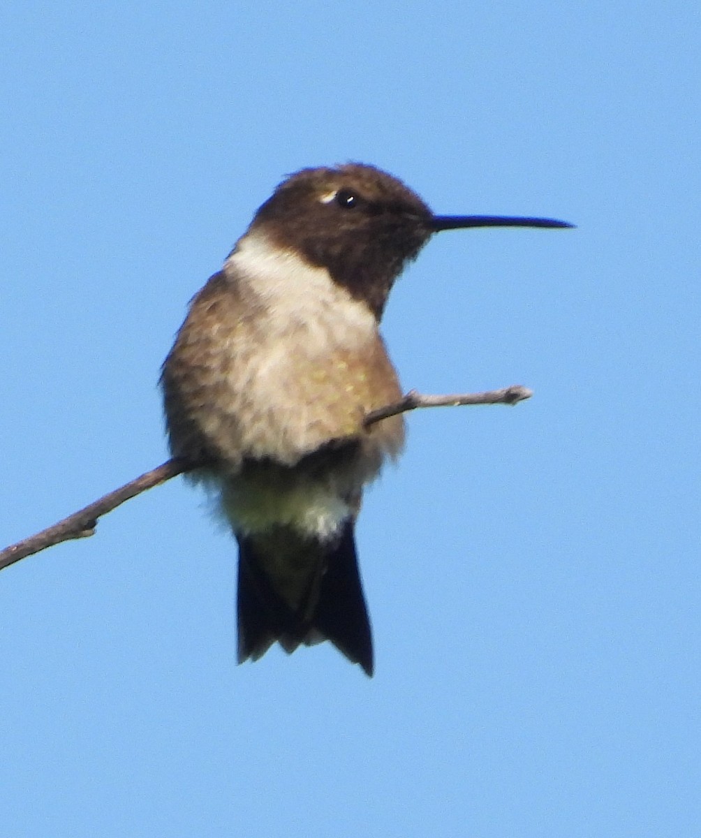 Colibri à gorge noire - ML580314831