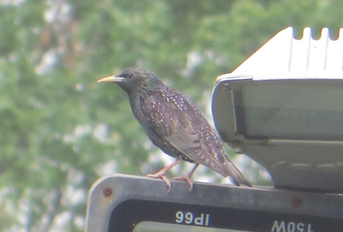 European Starling - ML580315651