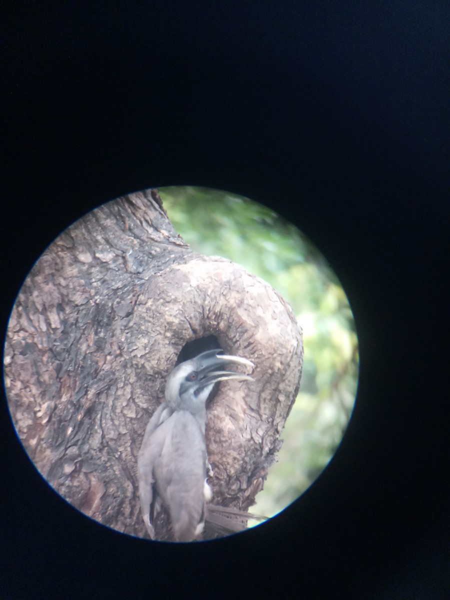 Indian Gray Hornbill - ML580315741