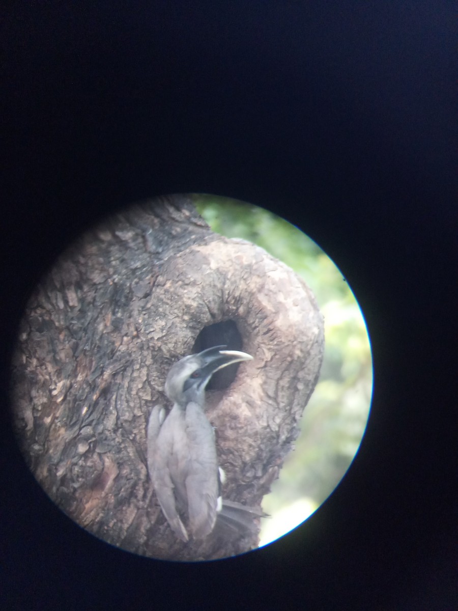 Indian Gray Hornbill - ML580315781