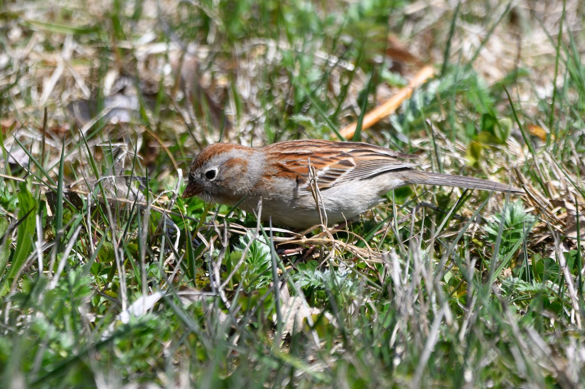 Field Sparrow - ML580315841