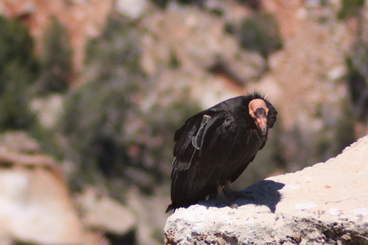 California Condor - ML580315901