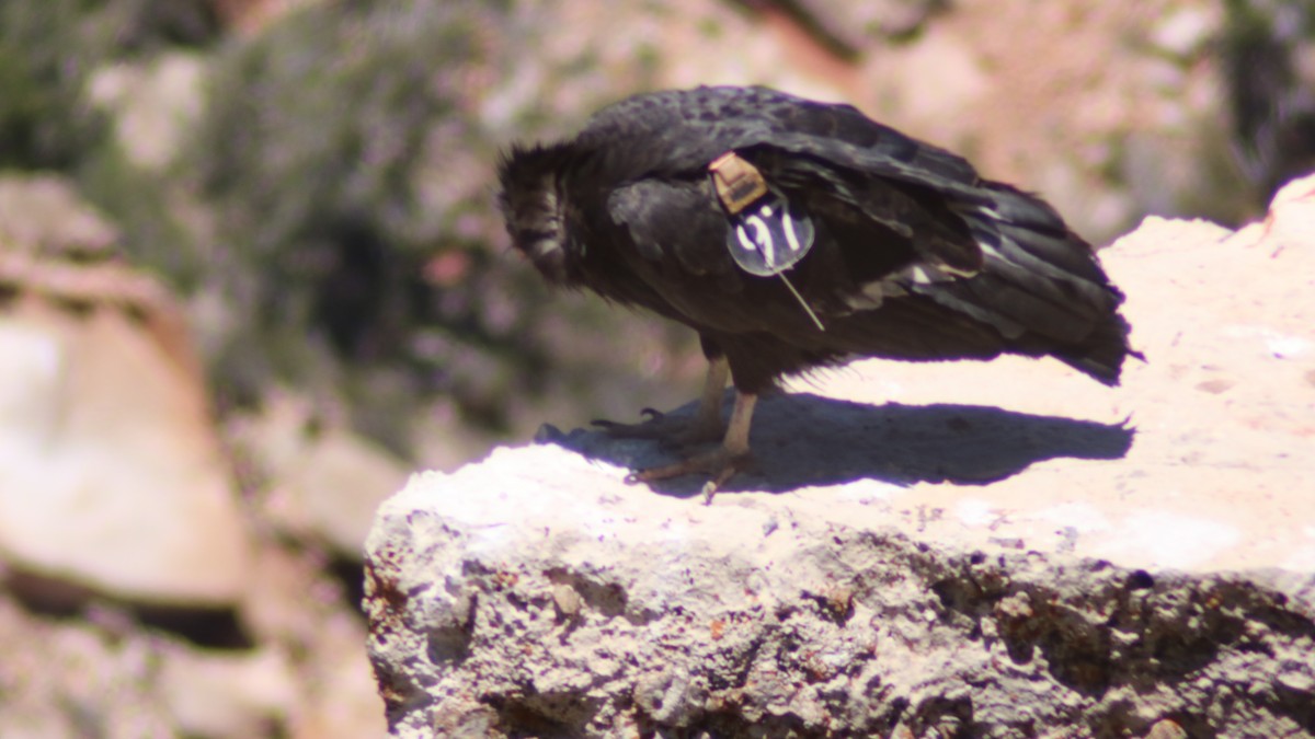 Condor de Californie - ML580315911