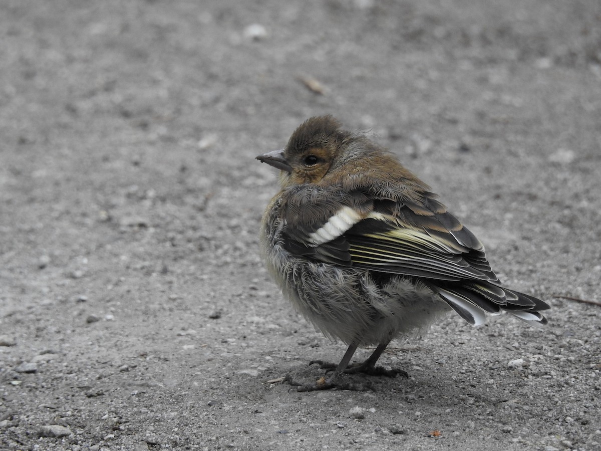 Common Chaffinch - ML580316251