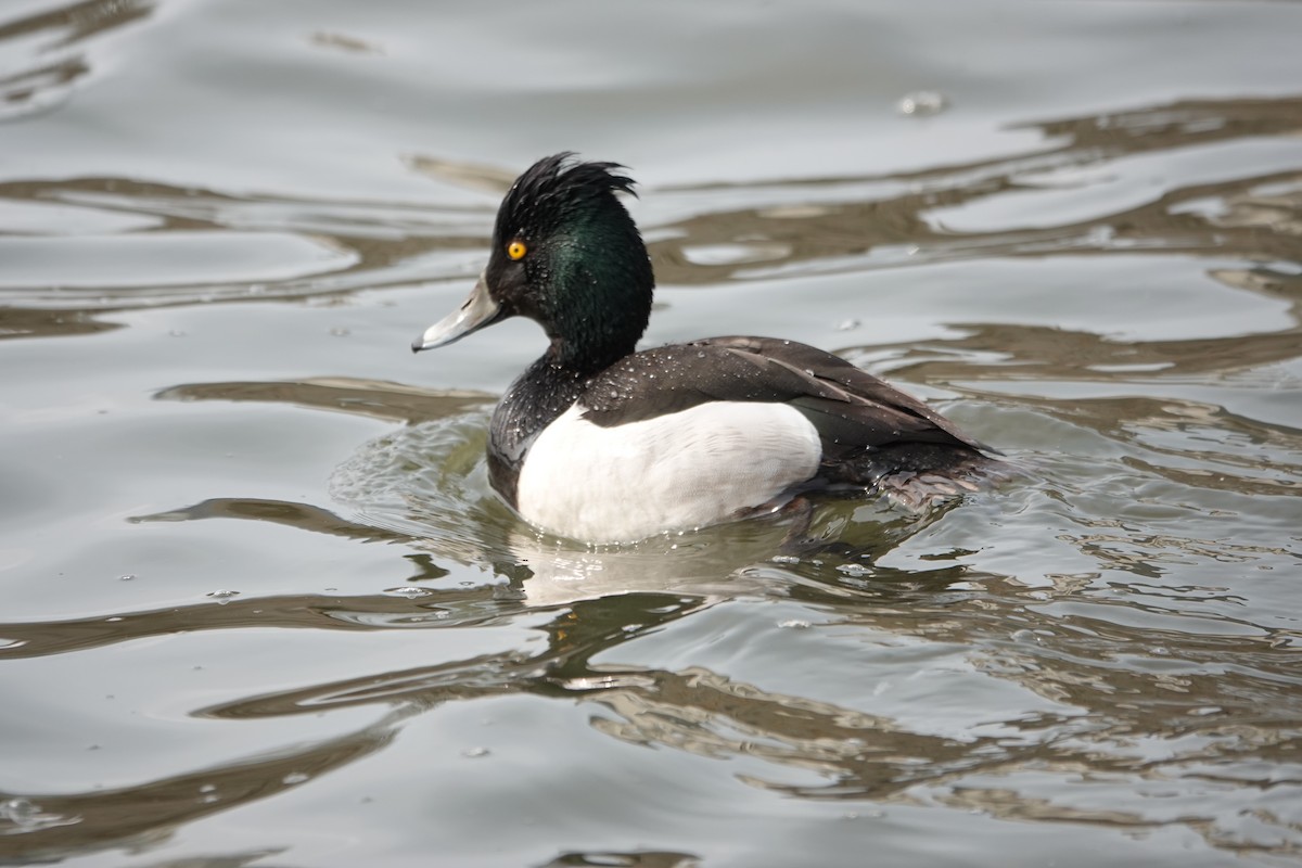 Ring-necked x Tufted Duck (hybrid) - ML580317541