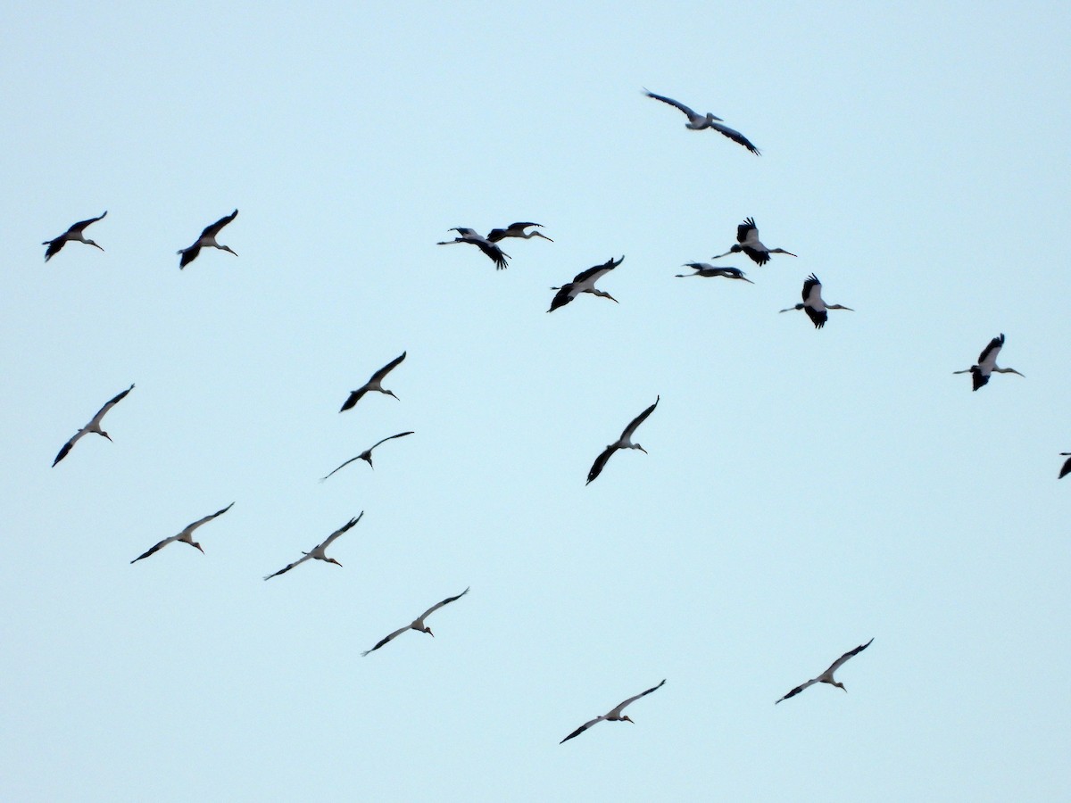 Yellow-billed Stork - ML580318591