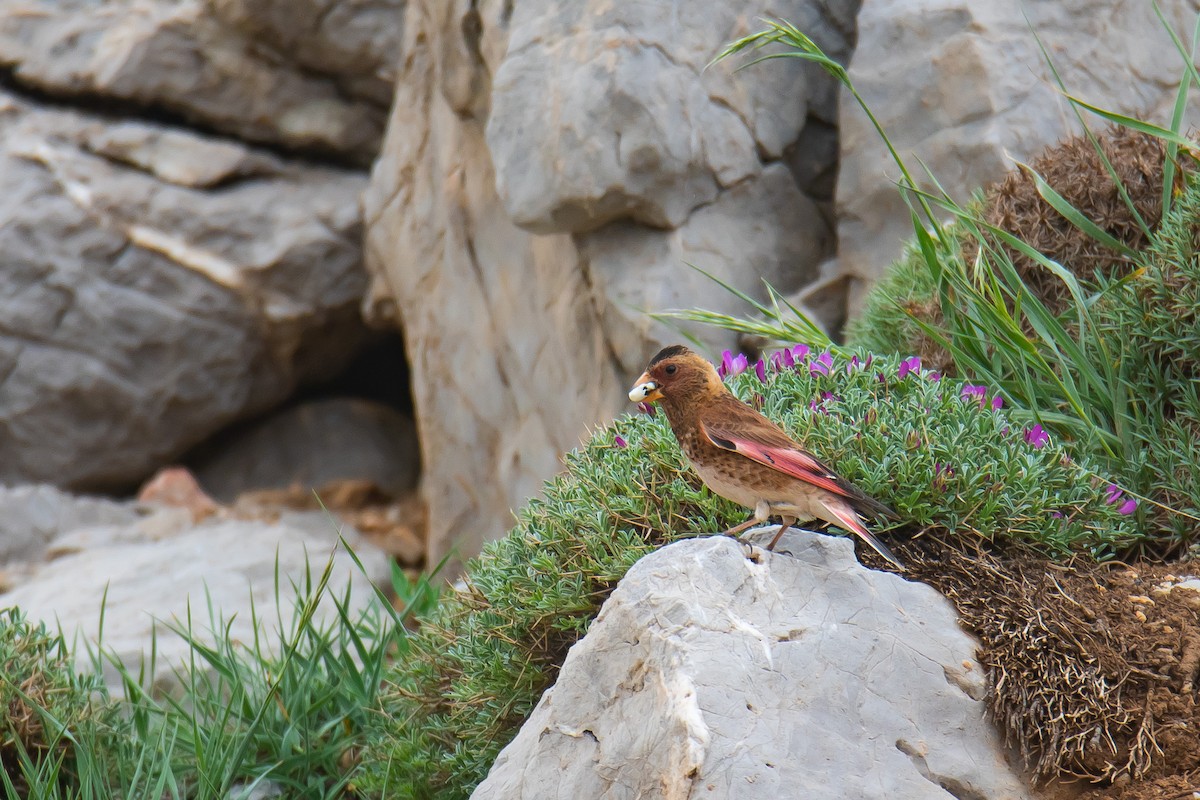 Crimson-winged Finch - ML580321001