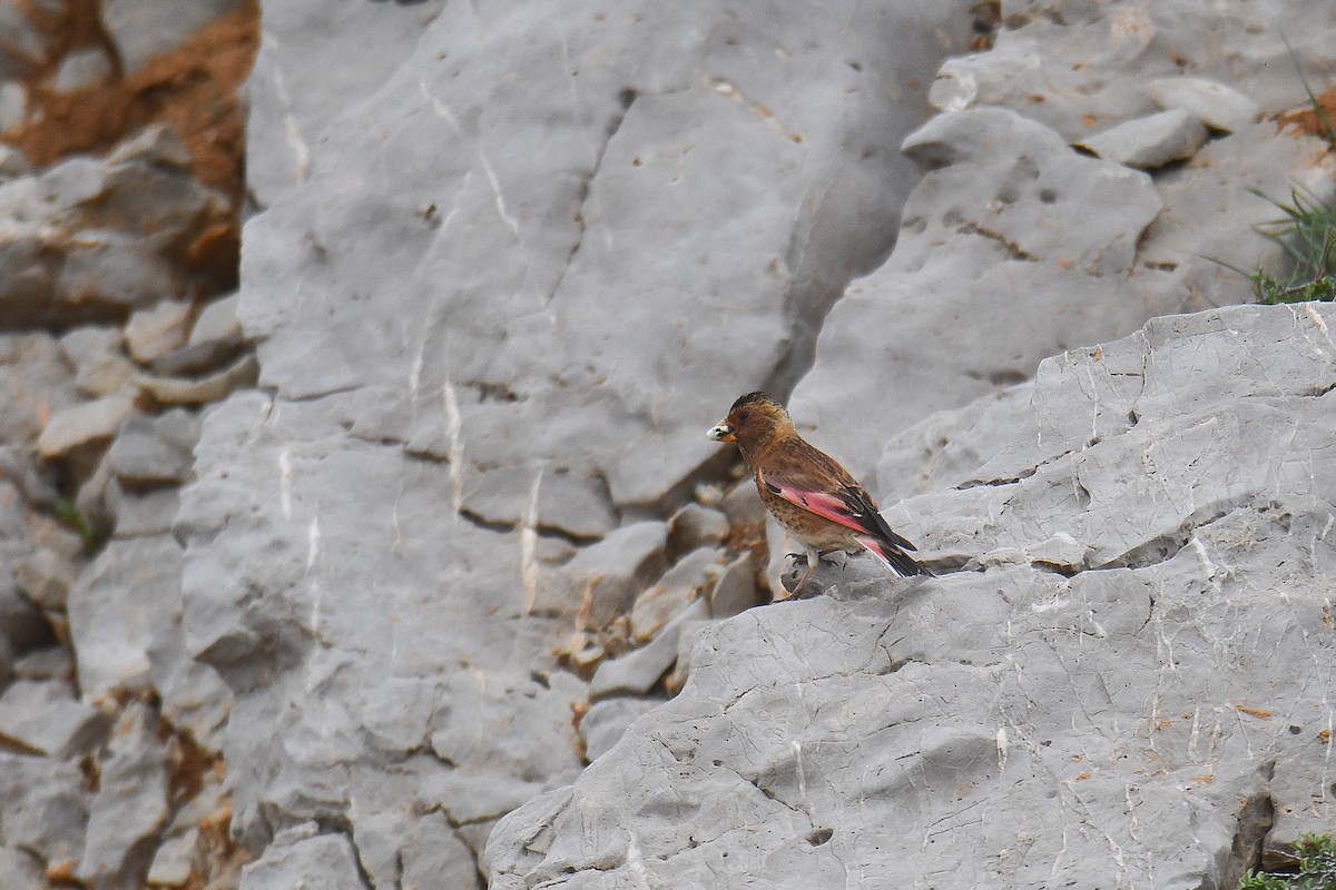 Crimson-winged Finch - ML580321021
