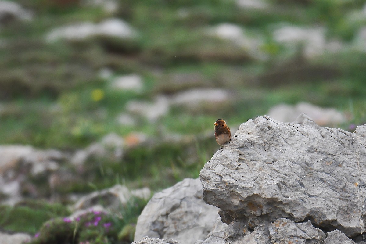 Crimson-winged Finch - ML580321031