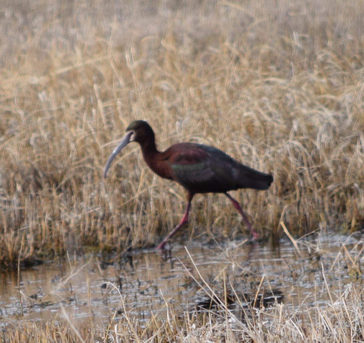 ibis americký - ML580321171