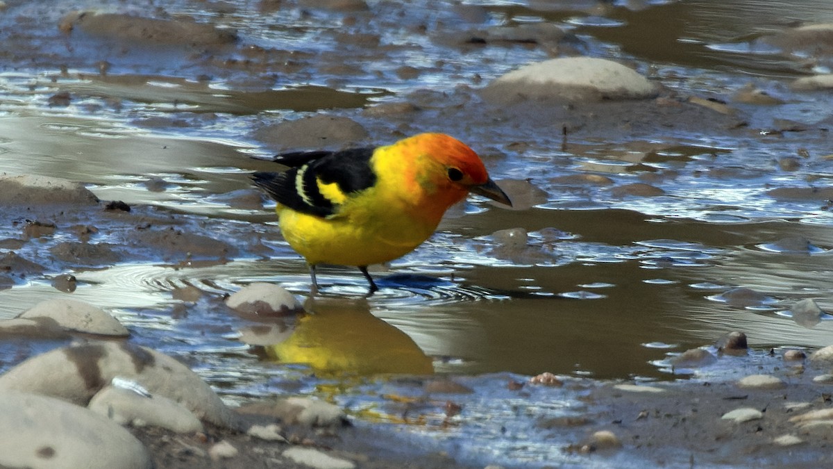 Western Tanager - ML580321281