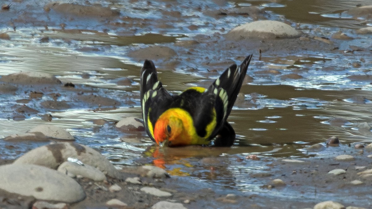 Western Tanager - ML580321291