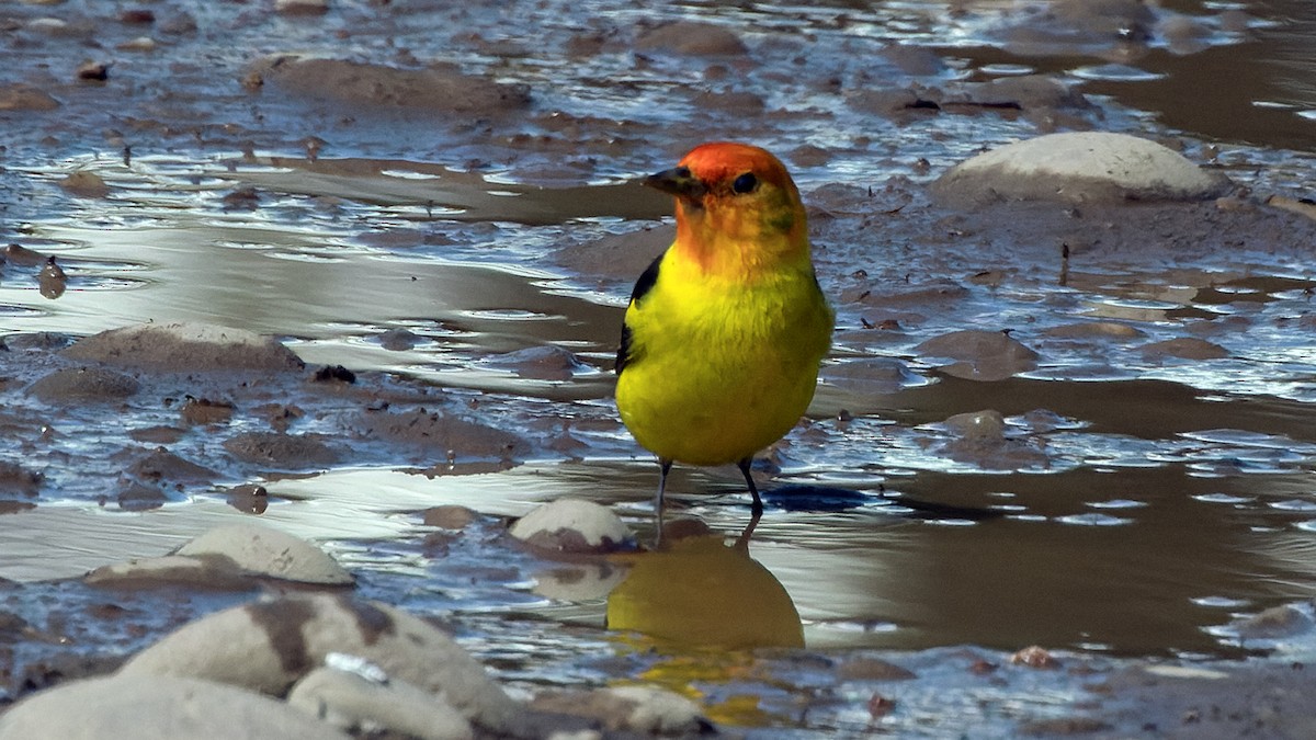 Western Tanager - ML580321301