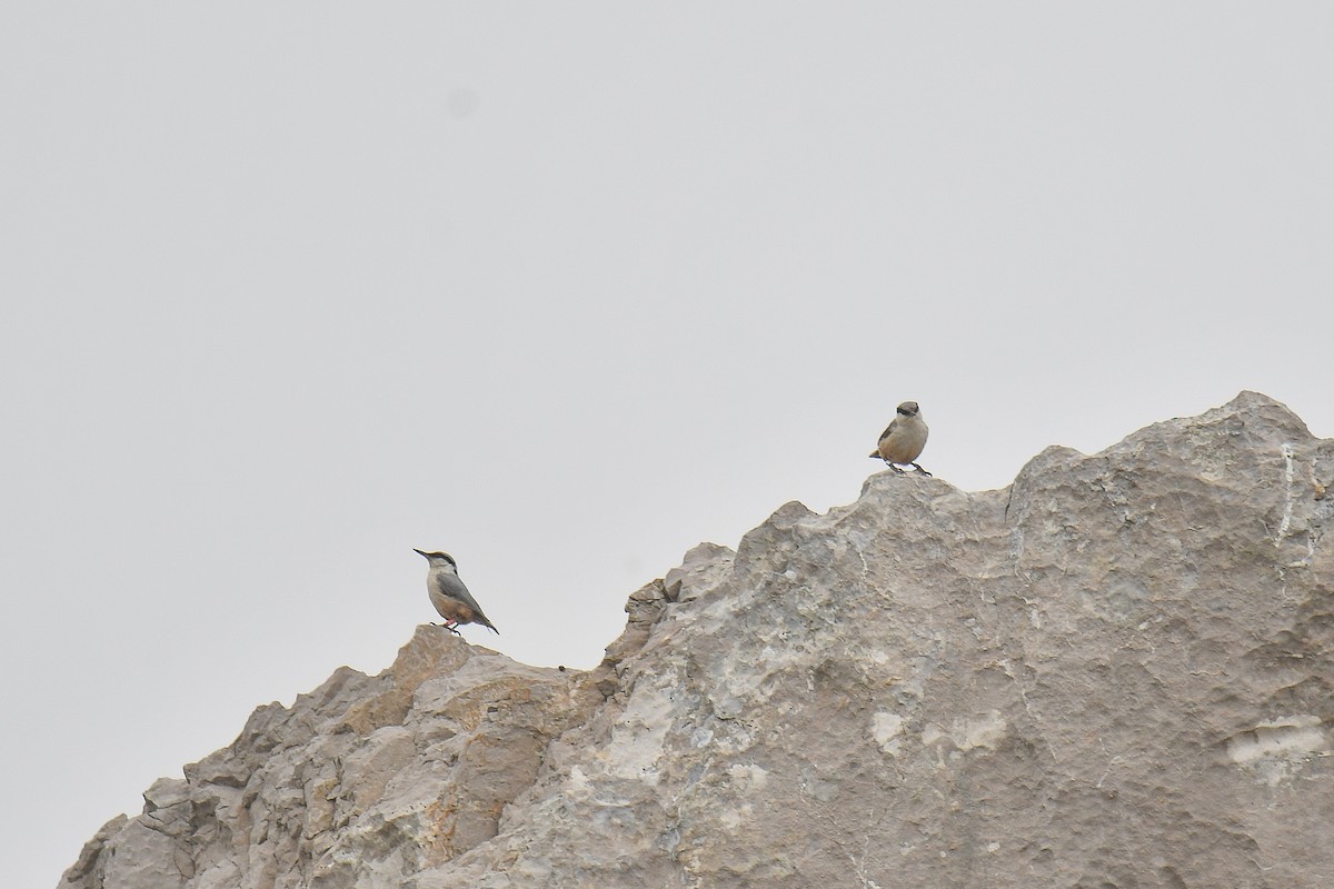 Western Rock Nuthatch - Yonatan Gordon