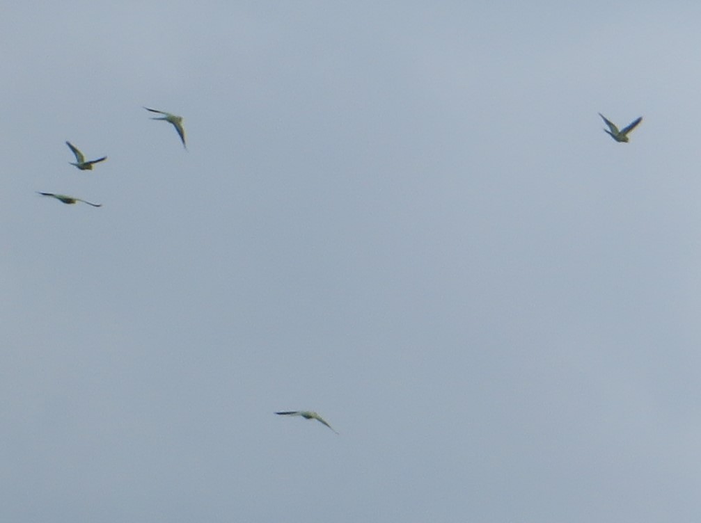 Rose-ringed Parakeet - ML580323211