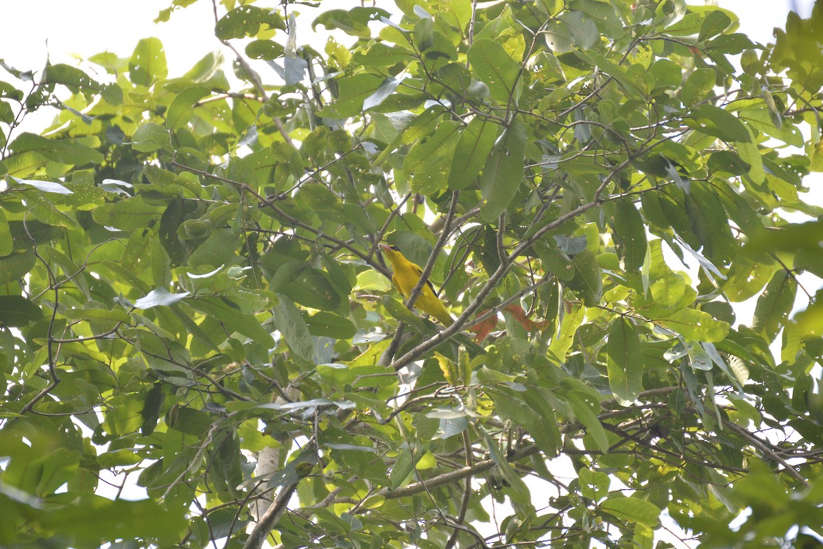 Black-naped Oriole - ASM Arif Ul Anam