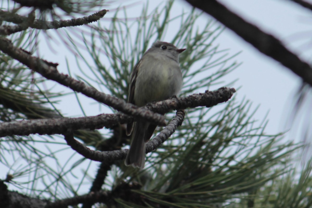 Hammond's Flycatcher - ML580324701