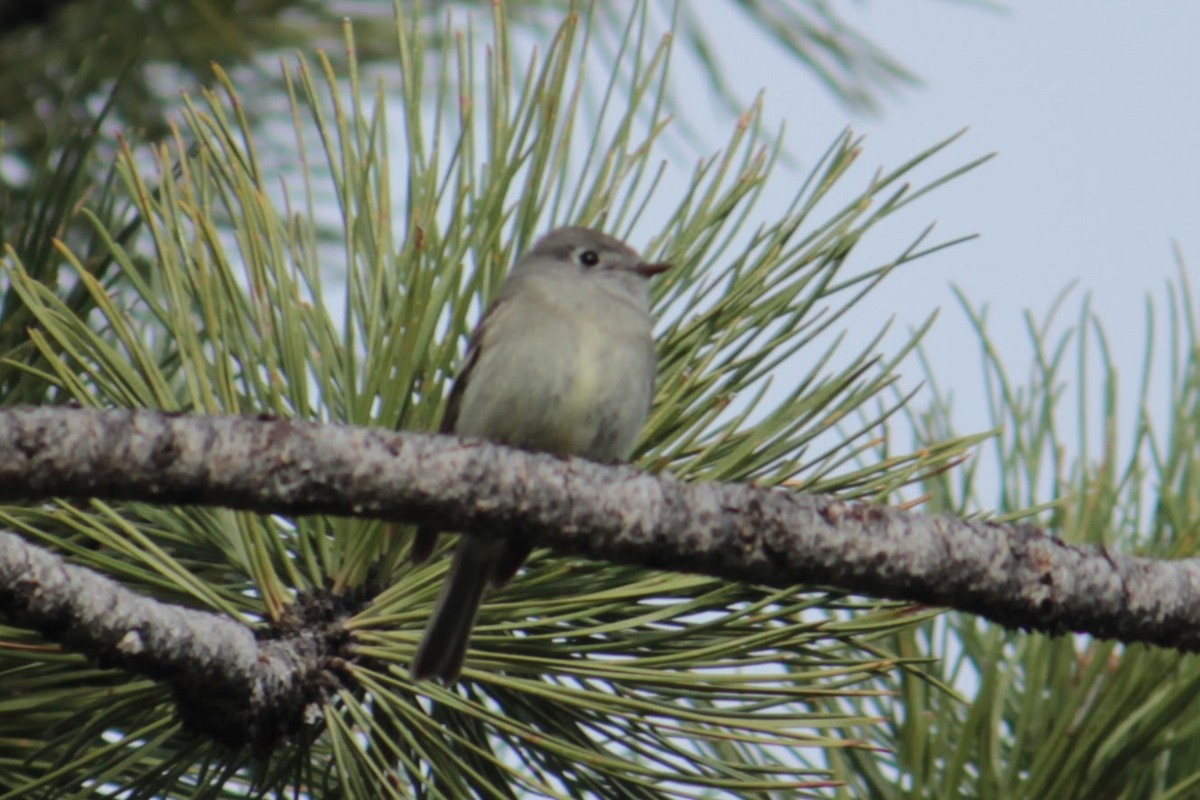 Hammond's Flycatcher - ML580324711