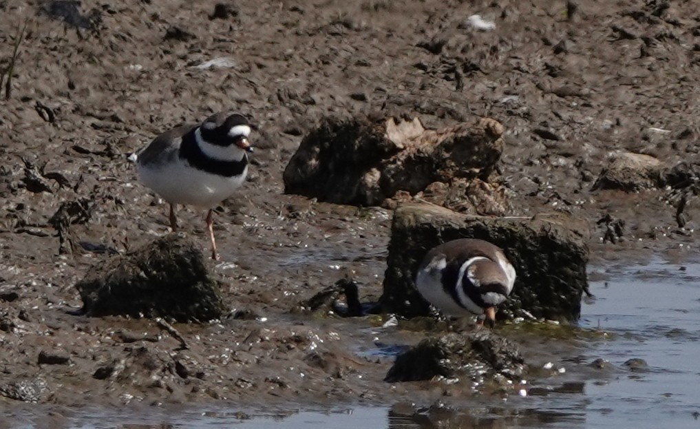 Хүзүүвчит хиазат - ML580324731