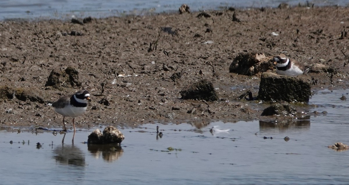 Хүзүүвчит хиазат - ML580324741