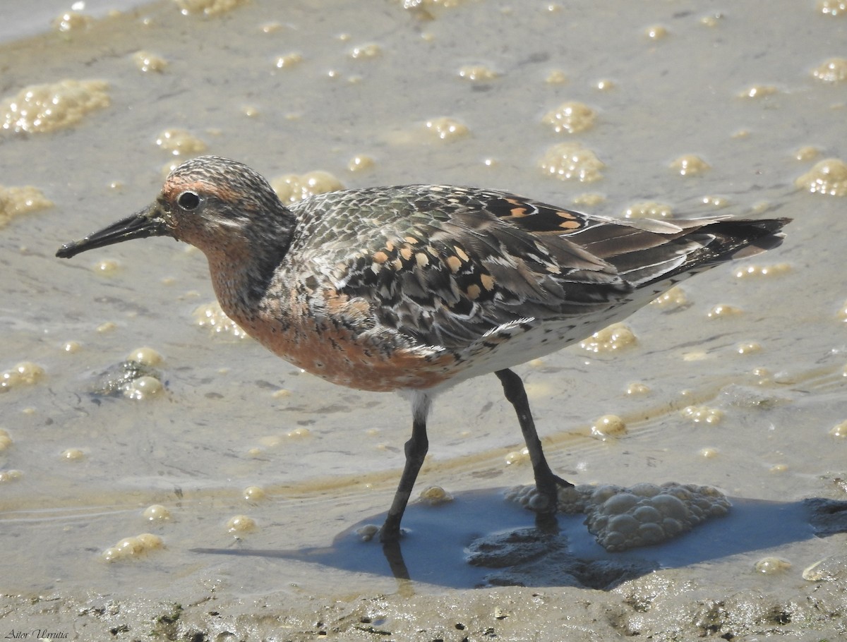 Red Knot - ML580325131