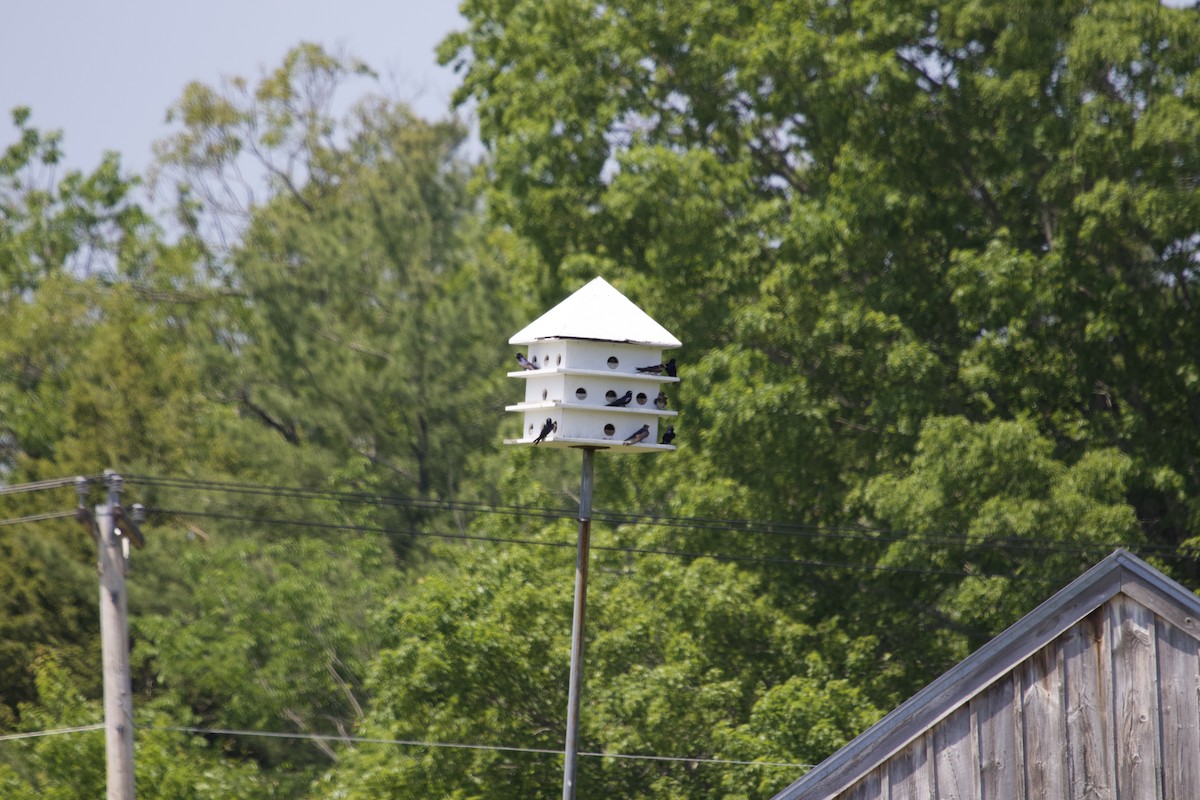 Purple Martin - Mary Keleher