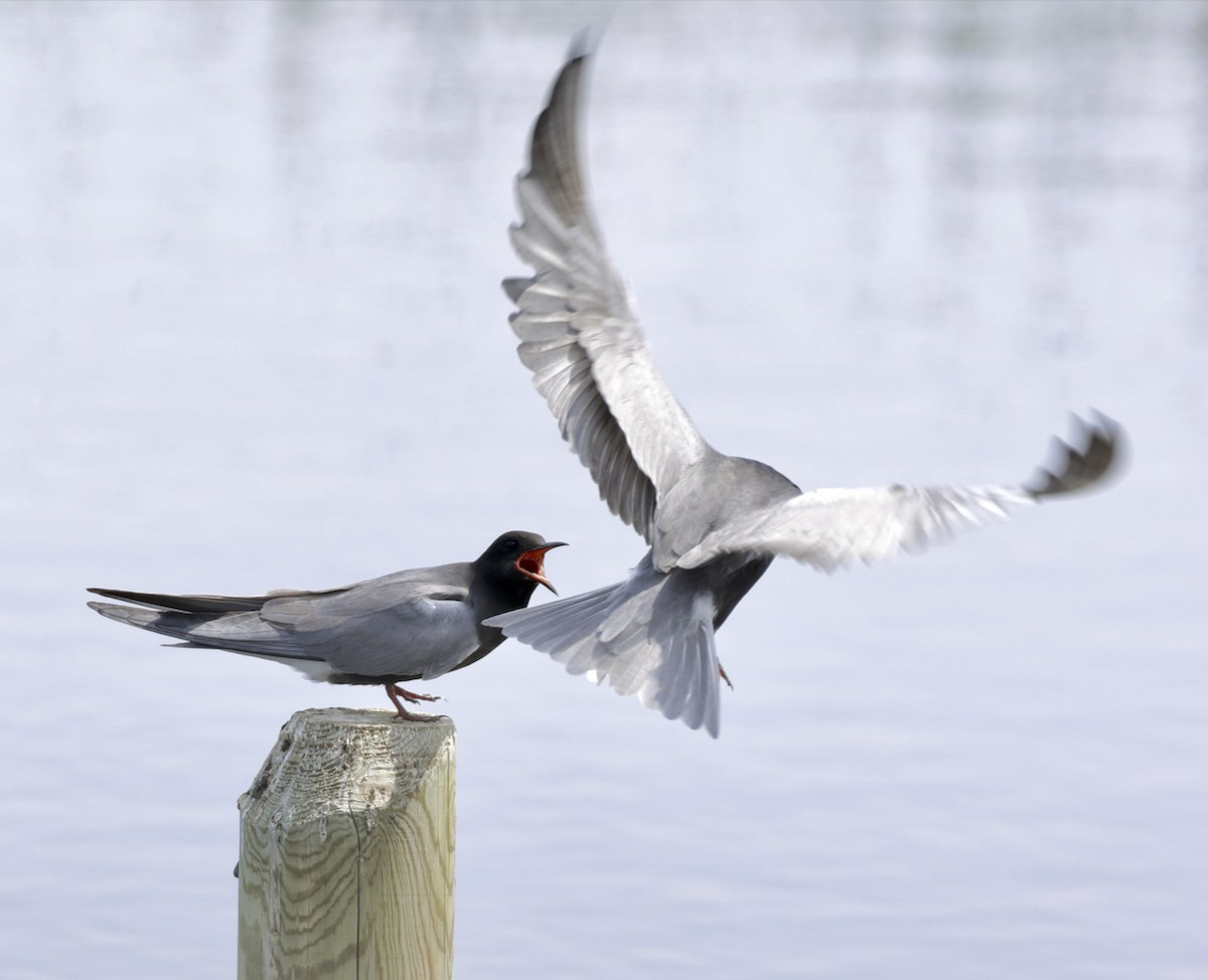 Black Tern - ML580326421