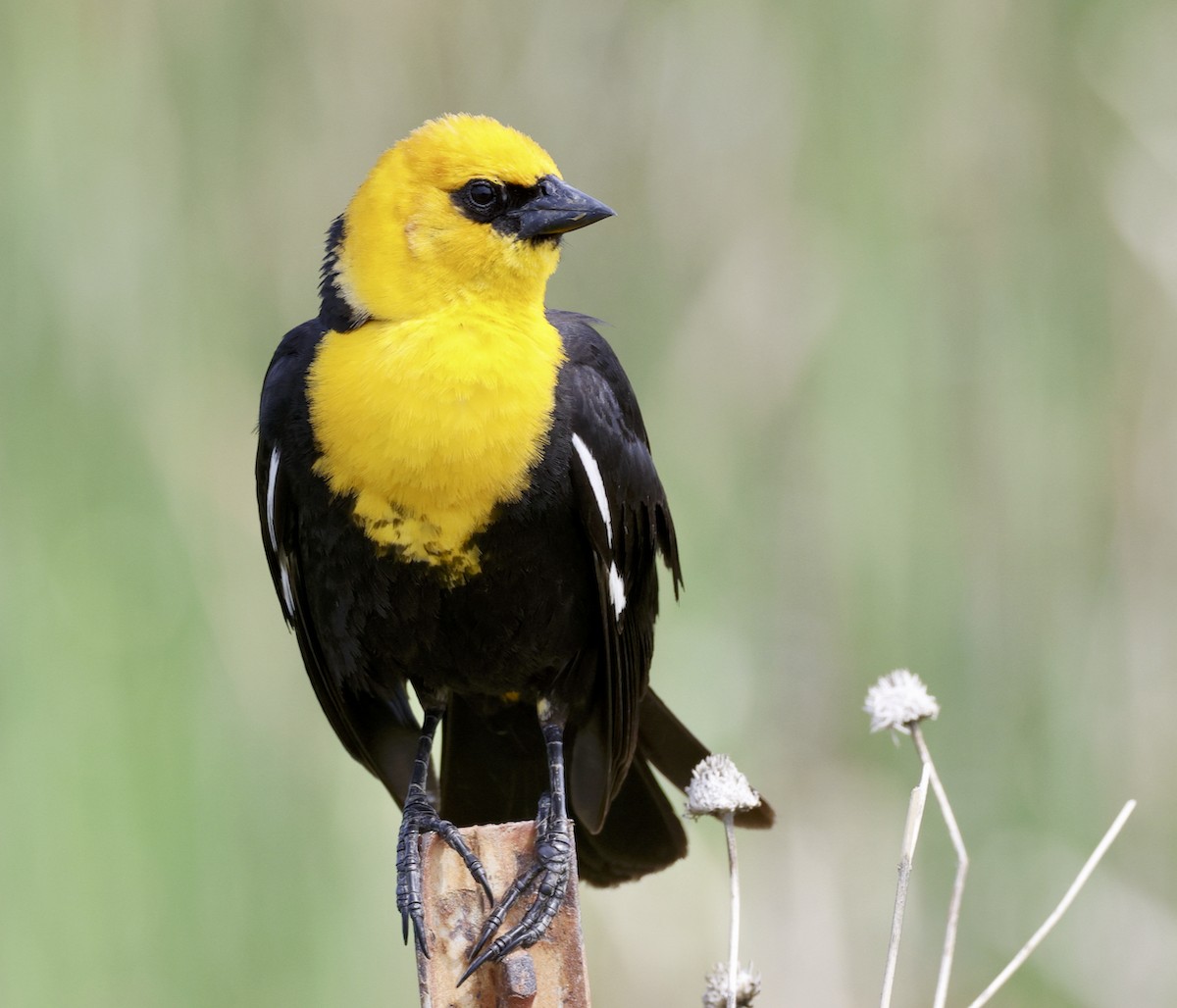 Yellow-headed Blackbird - ML580326511