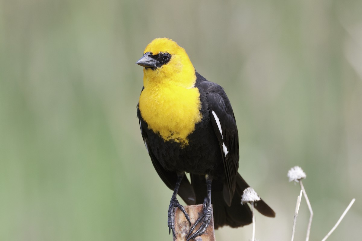 Yellow-headed Blackbird - ML580326521