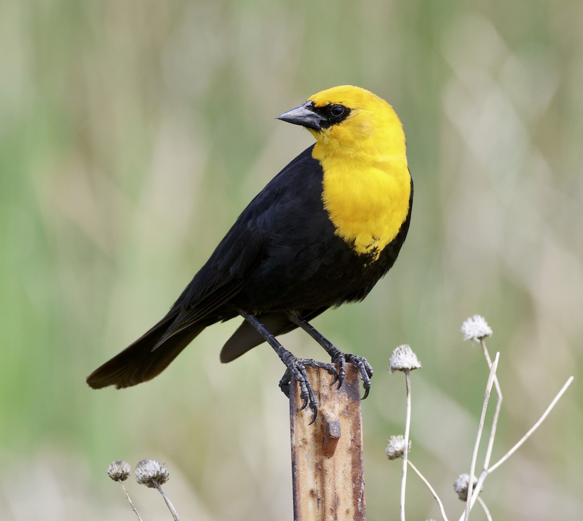 Yellow-headed Blackbird - ML580326541