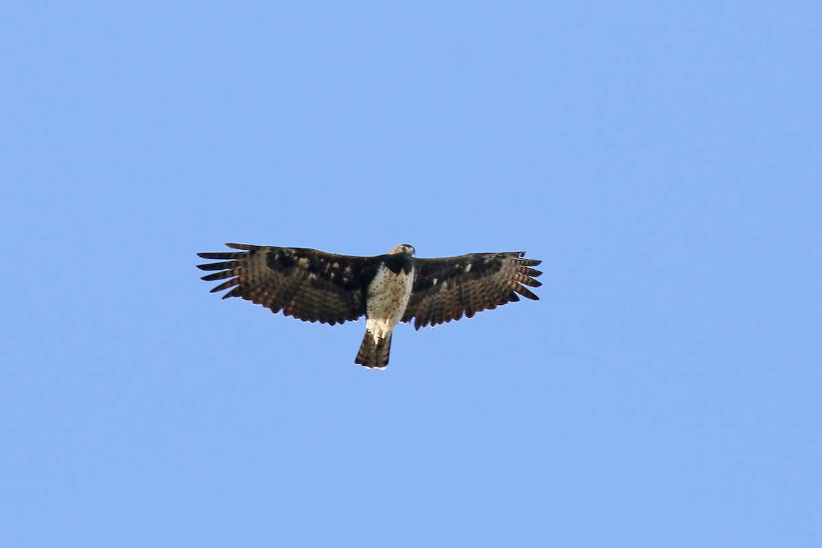 Martial Eagle - Jan Andersson